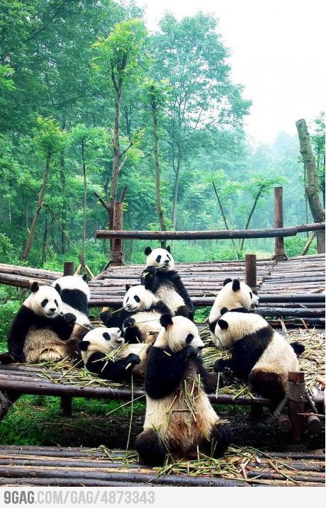 Panda Gang Panda Love, Giant Panda, Wild Life, Cute Panda, Animal Tattoos, Animal Planet, In The Forest, Black & White, Nature Animals