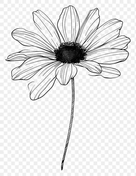 Line Art Daisy, Doodle Sunflower, Daisy Line Art, Sunflower Line Art, Daisy Doodle, Aesthetic Pngs, Daisy Drawing, Graphic Design 101, Graphic Design Newspaper