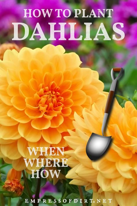 Dahlia Flower Garden, Planting Dahlias, Flowering Perennials, Dahlia Tubers, When To Plant, Growing Dahlias, Organic Home, Sun Perennials, Container Gardening Flowers