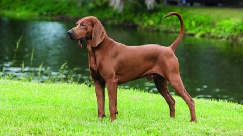 Black And Tan Coonhound vs Redbone Coonhound: Breeds Comparison - Barking Royalty Black And Tan Coonhound, Redbone Coonhound, Hound Dogs, Dog Weight, Floppy Ears, Hound Dog, Grooming Tools, Healthy Dogs, Veterinarian