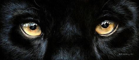 Black Panther Eyes, Panther Eyes, Black Jaguar, Leopards, Black Panther, Marvel Cinematic Universe, Marvel Cinematic, My Vibe, Big Cats