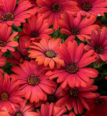 Bright Lights™ | Proven Winners Chakra Garden, Heat Tolerant Plants, Proven Winners Plants, African Daisy, Edging Plants, Red Garden, Red Plants, Red Daisy, Border Plants