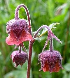 Edible Wild Plants, Nature Projects, List Of Flowers, Living Off The Land, Wild Edibles, Hardy Perennials, Wild Food, Wild Plants, Edible Plants