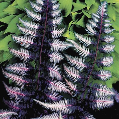 Painted Fern, Japanese Painted Fern, Black Plants, Shade Loving Perennials, Ferns Garden, Goth Garden, Shade Gardening, Shade Garden Plants, Gothic Garden