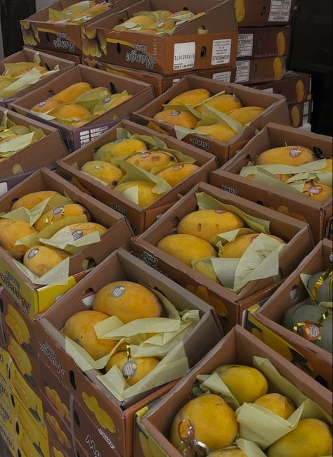 Mango season , delicious fresh mangos , Pakistani mangos , mango in the summer , sun and mango , mango aesthetic Pakistani Mango, Mango Aesthetic, Mango Blossom, Mango Farm, Mango Kulfi, Pakistani Aesthetic, Mango Tea, Mango Mango, Pakistani Culture