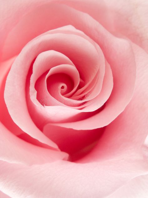 Rose Close Up, Rosé Close Up, Rose Image, Temple Logo, Ap Studio Art, Flower Inspiration, Rose Pictures, Background Beautiful, Valentines School