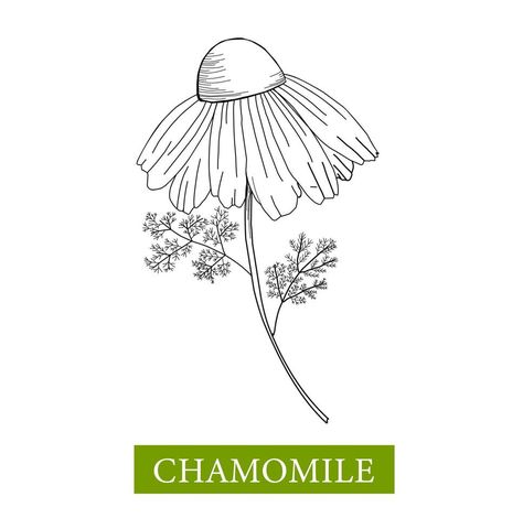 Chamomile vector illustration on a white background. Linear drawing daisy. Flower coloring book. Punch Needle Patterns, Punch Needle, Vector Logo, Logo Templates, White Background, Vector Free, Vector Illustration, Coloring Books, Daisy