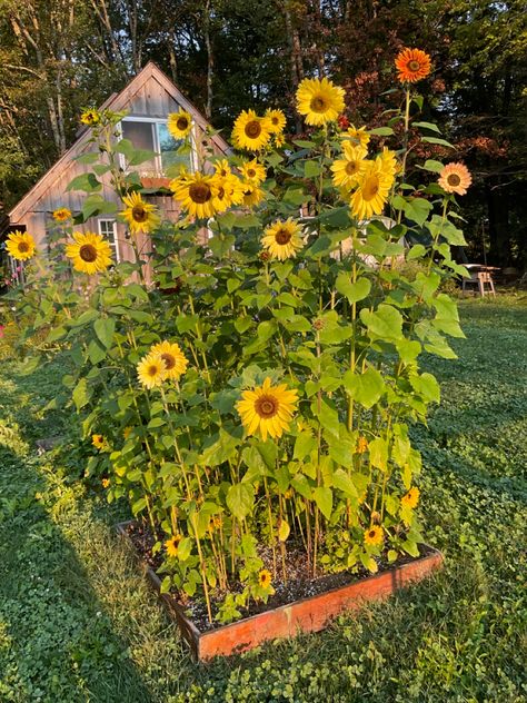 Sunflower Patch! Sunflowers In Backyard, Sunflowers Garden Ideas, Backyard Sunflower Garden, Sunflower In Garden, Sunflower Garden Bed, Sunflower Patch Garden, Sunflower Garden Backyard, Sunflowers Backyard, Sunflower Garden Aesthetic