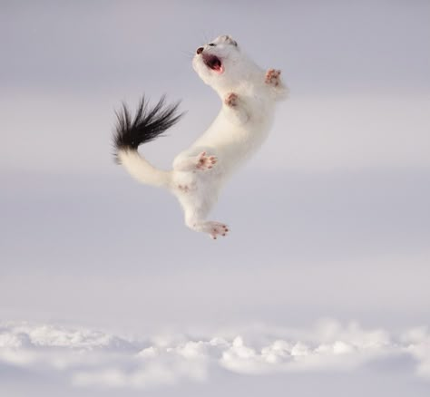 White Ferret Aesthetic, White Mountain Ermine, White Animal Aesthetic, Ermine Animal, Weasel Wallpaper, Weasel Aesthetic, Stoat Animal, Weasel Tattoo, Weasel Drawing