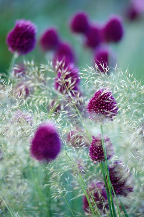 Allium Flowers Aesthetic, Aesthetic Exercise, Deschampsia Cespitosa, Allium Sphaerocephalon, Allium Schoenoprasum, Allium Flowers, Shade Grass, Prairie Garden, Grasses Landscaping