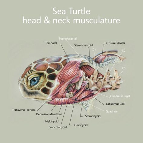 Sea Turtle Anatomy Turtle Anatomy Drawing, Marine Veterinarian, Sea Turtle Anatomy, Turtle Anatomy, Sea Turtle Illustration, Environmental Science Major, Biology Jobs, Oceanography Marine Biology, Animal Facts Interesting