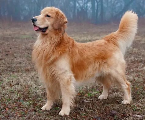 Meet Tucker Budzyn — the Golden Retriever ‘influencer’ raking in $1 million a year / New York Post Dog Reference Poses, Dog Poses Reference, Golden Retriever Hunting, 1 Million A Year, Tucker Budzyn, Golden Retriever Drawing, Golden Retriever Grooming, Dog Reference, Carnival Glory