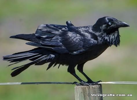 Raven Photography, Cloud Giant, Fawns Deer, Crow Bird, Crows Ravens, Australian Birds, Central Coast, Pretty Birds, Creature Concept