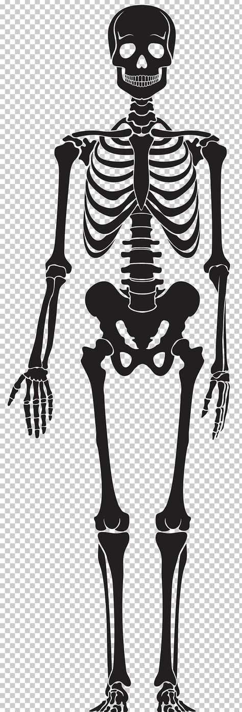 Skeleton Clipart Black And White, Anatomy Black And White, Bone Drawing, Cartoon Skeleton, Skeleton Clipart, Skeleton Body, Leg Bones, Skeleton Drawings, Skeleton Png