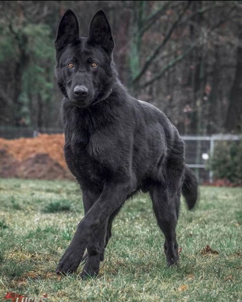 Black Belgian Malinois, Beauceron Dog, Malinois Puppies, Belgian Sheepdog, Belgian Malinois Dog, Malinois Dog, Black German Shepherd, Coban, Dream Dog