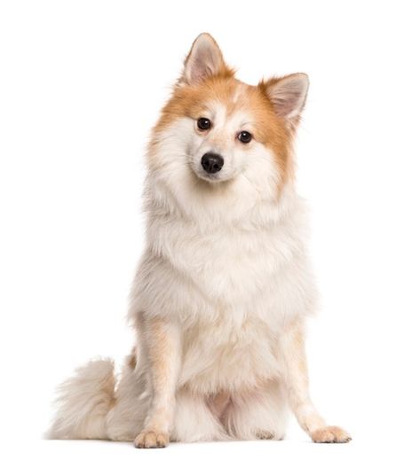 Spitz sitting in front of a white wall | Premium Photo #Freepik #photo #dog #animals #pet #sitting Dog Magnets, Cute Little Puppies, Dog Images, Little Puppies, Cute Cats And Dogs, Dog Sitting, Dog Photography, White Wall, Dog Photos