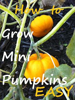 Pumpkin Trellis, Planting Pumpkins, Ideas For Garden, Pumpkin Garden, Growing Pumpkins, Garden Vegetable, Garden Veggies, Veg Garden, School Garden