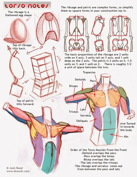 Drawsh: Anatomy Arms Torso Anatomy, Anatomy Tips, Human Anatomy Reference, Drawing Anatomy, Anatomy Tutorial, Human Anatomy Drawing, Human Anatomy Art, Anatomy Sketches, Body Reference Drawing