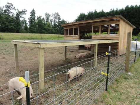 These pigs have this wonderful hog house and shaded arbor in their large pen. Description from weiseracademy.com. I searched for this on bing.com/images Pig Pens, Pig Shelter, Pig Feeder, Pastured Pigs, Hog Farm, Livestock Shelter, Goat Shelter, Raising Pigs, Raising Farm Animals