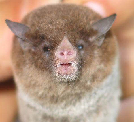 Leaf Nosed Bat, Bat Nose, Vampire Mask, Cute Bats, Vampire Bats, Bat Species, Pig Nose, Animal Images, Cute Bat