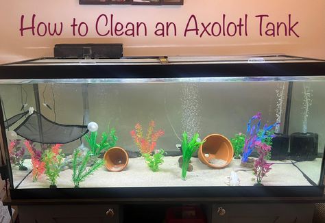 Axolotl Tank Ideas Diy, Axolotl Aquarium Ideas, Axolotl Tank Ideas Aquarium, Axolotl Habitat, Axolotl Tank Ideas, Axolotl Care, Axolotl Tank, Nitrogen Cycle, Aquarium Maintenance