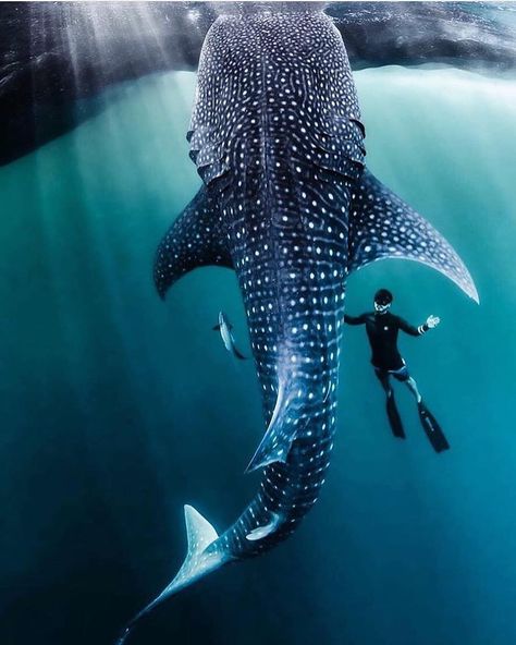 Whale shark Beautiful Sea Creatures, A Whale, Ocean Conservation, Under Water, Whale Shark, Ocean Creatures, Marine Animals, Ocean Animals, In The Ocean