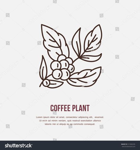 Vector line icon of coffee tree. Coffee plant linear logo. Outline symbol for cafe, bar, shop. #Ad , #Affiliate, #tree#Coffee#plant#coffee Coffee Flatlay, Logo Outline, Coffee Artwork, Coffee Icon, Coffee Stock, Coffee Tattoos, Coffee Tree, Coffee Brand, Tree Icon