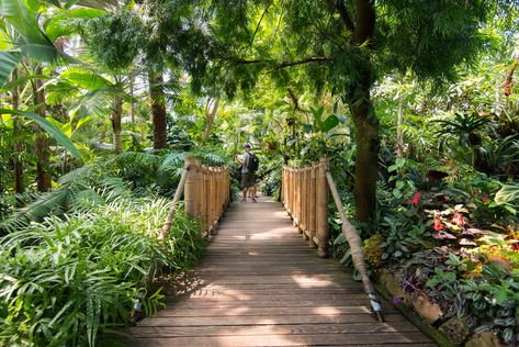 Bloedel conservatory Bloedel Conservatory, Queen Elizabeth Park, About Canada, Canada Vancouver, Travel Canada, Walking Paths, Big City, Vancouver Bc, Tropical Garden