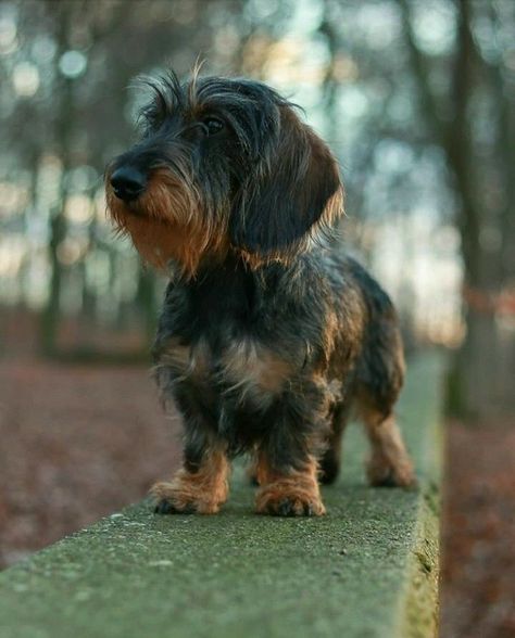 Dachshund Wirehaired, Dachshund Colors, Dachshund Breed, Doxie Puppies, Dog Anatomy, Wire Haired Dachshund, Puppies And Kitties, Dachshund Puppies, Dachshund Puppy