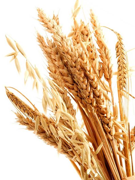 Wheat-germ Function Of Blood, Wheat Germ, Herbal Extracts, Natural Herbs, Blood Vessels, Sunflower Seeds, Healthy Body, Our Body, How To Stay Healthy