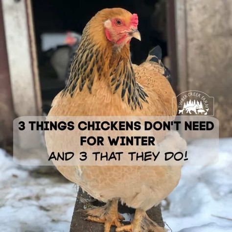 Timbe Waterglassing Eggs, Chicken Door, Rabbit Litter, Meal Worms, Chicken Care, Goat Barn, Chicken Farming, Crazy Chicken, Small Swimming Pools