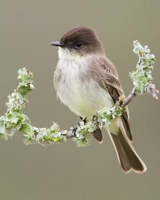 Eastern Phoebe, Phoebe Bird, Bird House Kits, Birds And The Bees, Small Fish, 15 Diy, Backyard Birds, All Birds, Bird Pictures