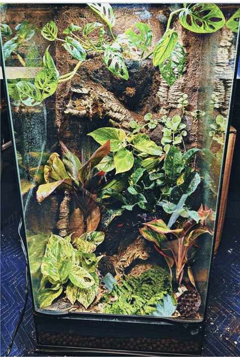 Tomato Frog Terrarium, Bio Active Terrarium Crested Gecko, Lizard Terrarium Ideas, Bioactive Snake Enclosure, Reptile Room Setup, Tree Frog Vivarium, Mantis Enclosure, Tropical Vivarium, Crested Gecko Tank