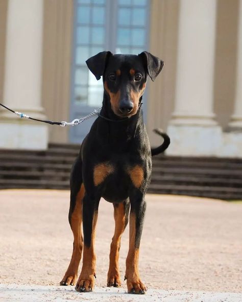 Dog Types, German Pinscher, Manchester Terrier, Whippet Dog, Group Of Dogs, Doberman Dogs, Types Of Dogs, Dog Boarding, Doberman Pinscher