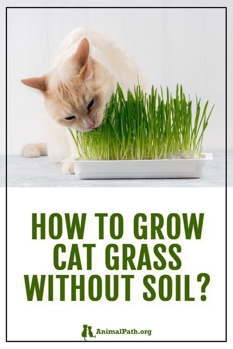 How do I grow cat grass without soil? Cat Grass Diy, Cat Grass Indoor, Pet Grass, Cat Safe Plants, Cat Patio, Cat Grass, What Cat, Healthy Cat, Cat Care Tips