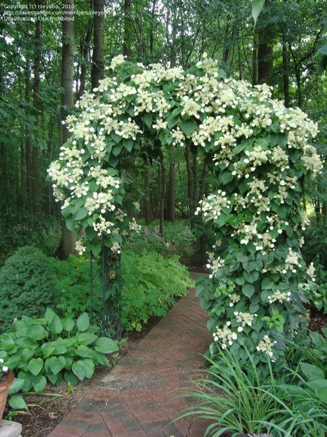 Climbing hydrangea arbor. Slow to get started but then it really takes off. Hydrangea Petiolaris, Shade Garden Design, Evergreen Vines, Climbing Flowers, Climbing Hydrangea, Garden Vines, Moon Garden, Have Inspiration, Woodland Garden