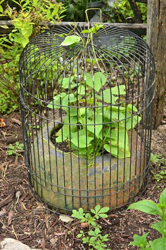 Simple and cheap tips for preventing deer & rabbits from eating your plants - Buffalo-NiagaraGardening.com How To Protect Plants From Animals, Protect Plants From Animals, Plant Protection From Animals, Plant Cages Diy, Porch Vegetable Garden, Pollinators Garden, Garden Cloches, Ranch Garden, Tree Protection