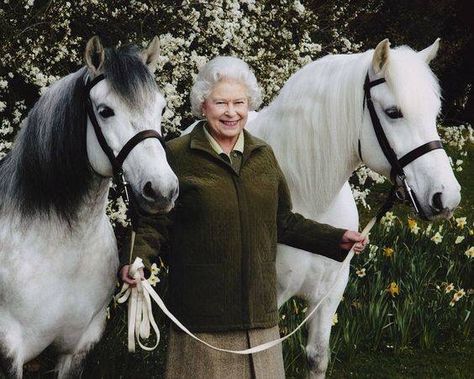 Queen Elizabeth and her Pony History! As a child, Elizabeth was given her first horse, a Shetland pony named Peggy, at age 4, which she was riding by the age of 6. By age 18 she was an accomplished rider, and has continued to ride for pleasure into her Diamond Jubilee year.  Not only does Elizabeth breed thoroughbreds but also breeds Shetland ponies at Balmoral in Scotland and Fell ponies at Hampton Court. In 2007 she opened a full-time Highland pony stud at Balmoral to enhance and preserve ... Prins Philip, Highland Pony, Rainha Elizabeth Ii, Reine Elizabeth Ii, Hm The Queen, English Royalty, Shetland Pony, Reine Elizabeth, Elisabeth Ii