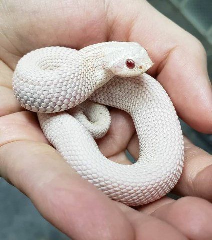 Cute Hognose Snake, Western Hognose, Western Hognose Snake, Snake Facts, Hognose Snake, Baby Snakes, Pretty Snakes, Snake Wallpaper, Corn Snake