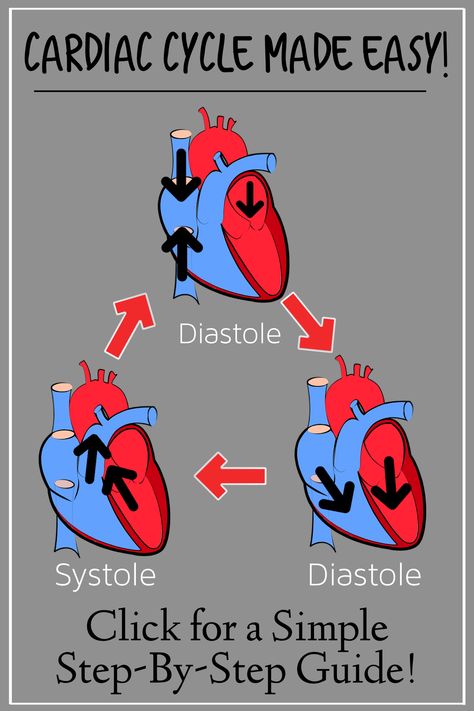 Click for an easy step-by-step of the heart cycle! Learn the cardiac phases including diastole and systole with this simple diagram that makes cardiology and physiology easy! Great for nursing notes and medical students studying the circulatory system! Also discusses the conduction system, blood flow through the heart, and the anatomy of the heart including the ventricles, atria, valves, superior and inferior vena cava, pulmonary artery, and aorta. Systole And Diastole, Blood Flow Through The Heart, Anatomy Of The Heart, Preschool Curriculum Themes, Cardiac Anatomy, Emt Study, Cardiac Cycle, Heart Structure, Nurse Study Notes