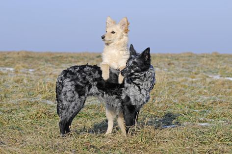 Alert, active, and smart, the Mudi (pronounced “moody”) is a highly trainable herding dog who can perform almost any task well.  #dogbreeds #allaboutdogs #dogfacts