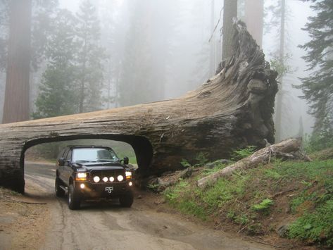 Sequoia National Park Camping, American National Parks, Sequoia Tree, Kings Canyon National Park, Kings Canyon, Half Moon Bay, Sequoia National Park, Pacific Coast Highway, Drive Through