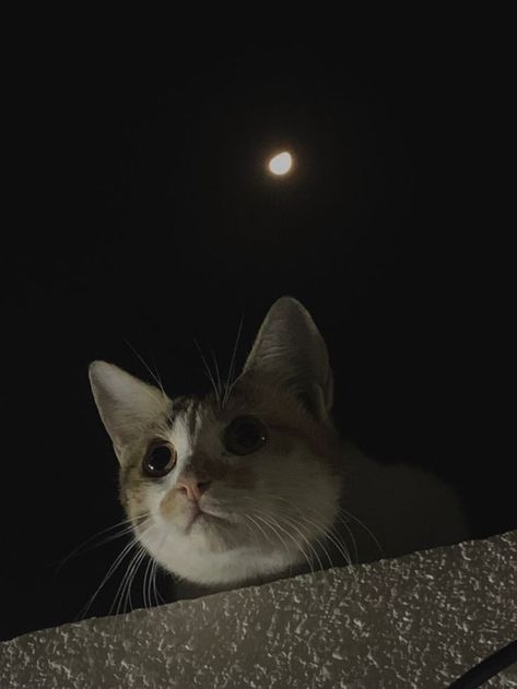 Cat With Moon Wallpaper, Dark Cats Aesthetic, Watching The Moon Aesthetic, Cat And Moon Aesthetic, Cat And Moon Wallpaper, Cat Moon Wallpaper, Moon Cat Aesthetic, Cat Night Aesthetic, Moon Aesthetic Pics