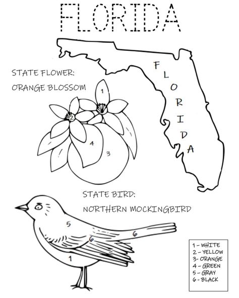 Interactive Printables on Instagram: “Florida State Bird and Flower Coloring Page 🖍 #coloringpages #printables #usstates #activitiesforkids #statebirds #stateflowers…” Florida Activities, Map Of Florida, State Birds, Leaf Drawing, Teaching Aids, Flower Coloring Pages, Florida State, Printable Coloring Pages, Helping Kids