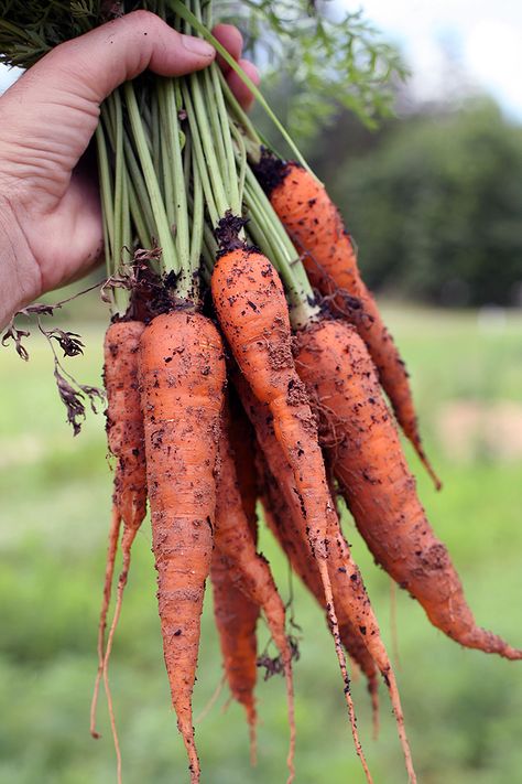 Growing Carrots, Small Vegetable Gardens, Growing Veggies, Garden Wallpaper, Meteor Garden 2018, Garden Veggies, Magic Garden, Garden Route, Gardening Advice