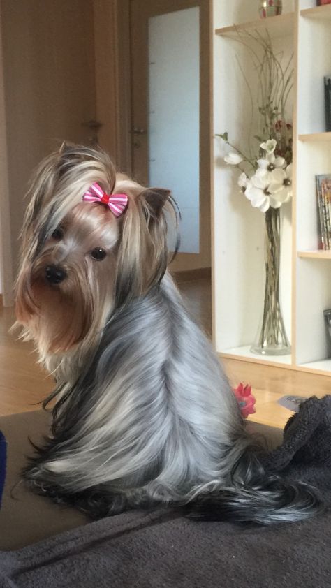 Yorkie Terrier Long Hair, Yorkshire Terrier Long Hair, Long Haired Yorkie, Long Hair Yorkie, Yorkie Long Hair, Yorkie Puppy Haircuts, Yorkie Puppy Cut, Good Bars, Grooming Yorkies