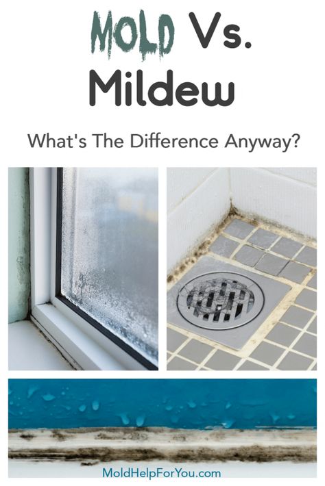 Mold vs. Mildew. Are they the same? Are the different? Inquiring minds want to know! Come learn the difference between mold and mildew and find out why there is so much confusion about the two. In addition, find out how to clean mildew and why it is easier than cleaning mold. #mold #toxicmold #blackmold #indoormold #mildew #mildewremover #moldremoval #moildandmildew From MoldHelpForYou.com Mold Prevention, Mold Exposure, Toxic Mold, Mildew Remover, Cleaning Mold, Types Of Mold, Deep Cleaning Tips, Powdery Mildew, Mold Remover