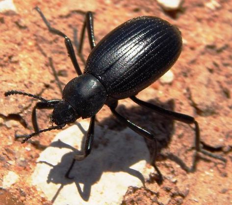 The Bug Box: Stink beetle | Columnists | postregister.com Bug Box, Stink Bugs, The Bug, Beetle Bug, Bugs, Bugs And Insects