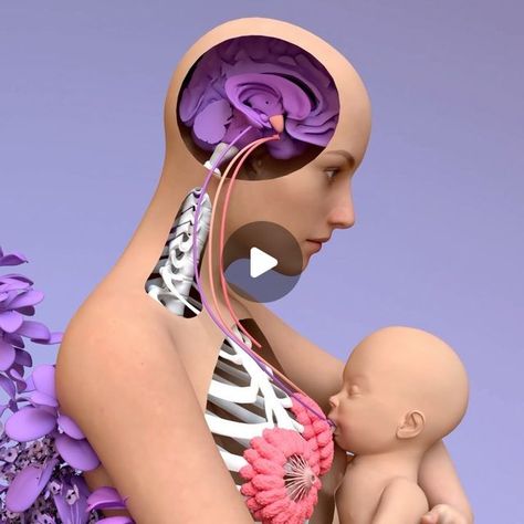 43K likes, 1,187 comments - design_cells el August 7, 2022: "Breastfeeding and Lactation ❤️ #breastfeeding #lactation #milk #breast #baby #mother #newborn #pregnant #feeding #infant #nursing #c4d HD version https://youtu.be/_Y7ViEHx564 Lactation is the process of producing and releasing milk from the mammary glands in your breasts. When your baby suckles, it stimulates nerves that tell your body to release prolactin and oxytocin. Oxytocin causes muscle contractions that push out the milk Mammary Gland Anatomy, Mom Breastfeeding Baby, Science Pics, Mother Feeding Baby, Newborn Baby Breastfeeding, Mother Breastfeeding, Beauty And The Beast Wedding Theme, Veterinary Nursing, Milk Production Breastfeeding