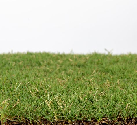 Learn everything you need to know about Celebration Bermuda grass before making a decision on whether or not to install it in your yard. Rye Grass, Making A Decision, Bermuda Grass, Fresh Cut Grass, Types Of Grass, Leaf Texture, Sprinkler System, Drought Tolerant, Landscaping